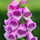 Digitoxyn