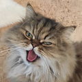 Menki