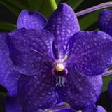 LadyVanda