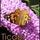 Ticabi