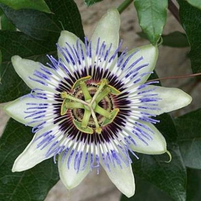Lugnez