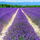 Lavender37
