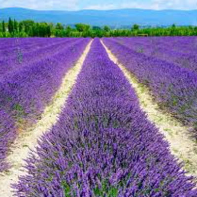 Lavender37