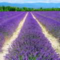 Lavender37