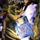 SuiCune