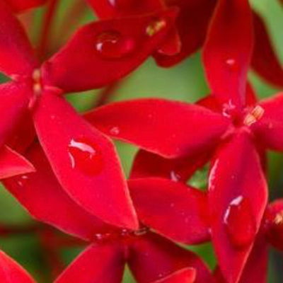 Jasminered