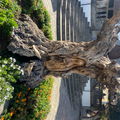 Treewoody