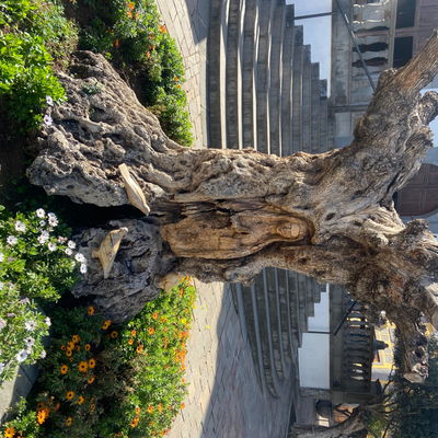 Treewoody