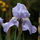 Irispupoa