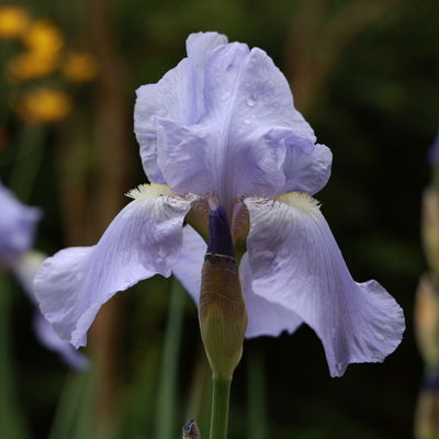Irispupoa