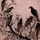 Corvidjoys