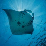 Mobula