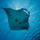 Mobula