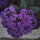 Aithera