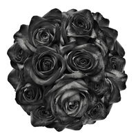 Noirroses