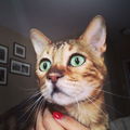 MissBiscuits