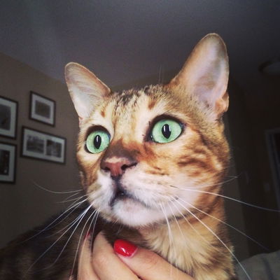 MissBiscuits