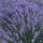 Blueflower