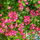 Rosengold