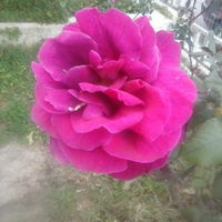 Sophi