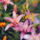 AromaVibe