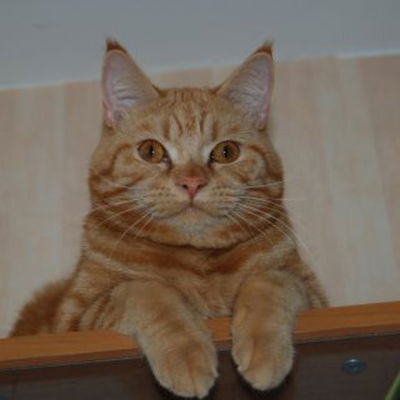 Gisa