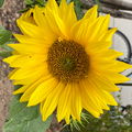 Michelleroca