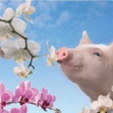 Ferkel