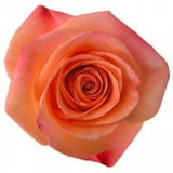 Donna