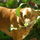 Podenco