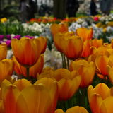 Floriandupar
