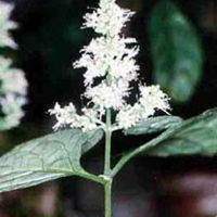 Patchouli