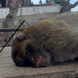 MrMonkeyRe